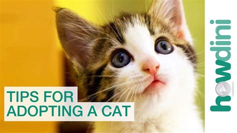 Cat Adoption And Rescue Tips For Adopting A Cat From A Shelter Youtube