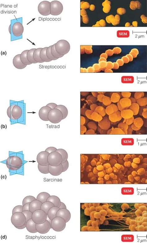 Various Shapes And Arrangements Of Bacterial Cells