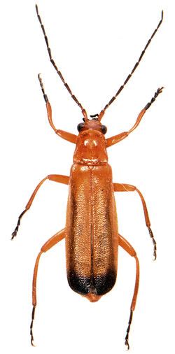 Rhagonycha Fulva Uk Beetles