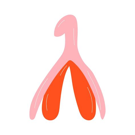 aparato reproductor del clítoris glande del clítoris tema del feminismo y órganos genitales