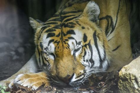 Tigre Reale Del Bengala Stock Photo Image Of Esistente