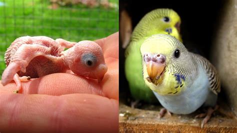 Baby Budgies 1 30 Days Growth Youtube