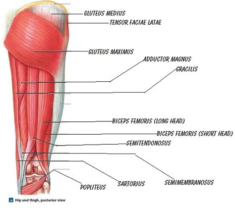 The images were resized and. Muscles Of The Leg Flashcards by ProProfs