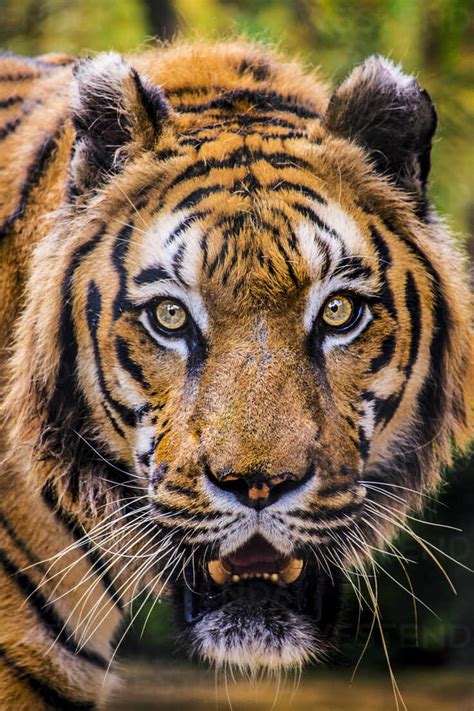 This Is A Tiger Portrait This Menacing Tiger Have Great Orange Eyes