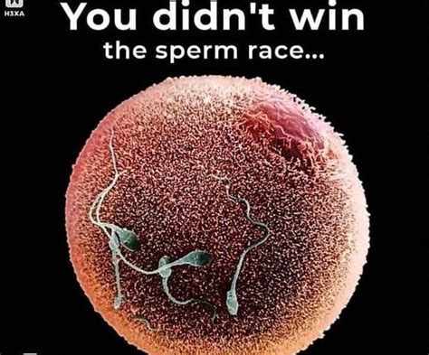 The Sperm Race You Didnt Win The Sperm Race Know Your Meme