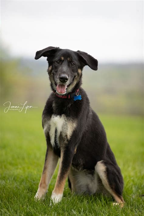 Dog For Adoption Gracie A German Shepherd Dog And Saluki Mix In