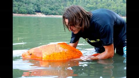 Most Famous Giant Goldfish In The World Raphaël Biagini Youtube