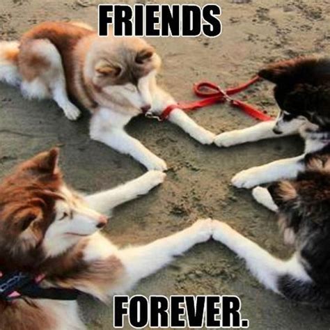 20 Awesome Friendship Memes You Should Be Sharing Right
