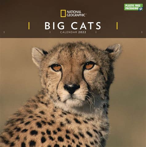 National Geographic Big Cats 2022 Wall Calendar National Geographic