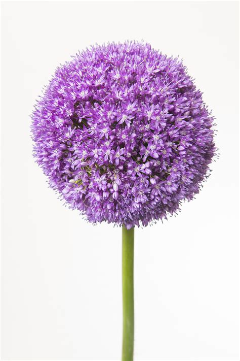 Allium Purple Charlotte Flower Market