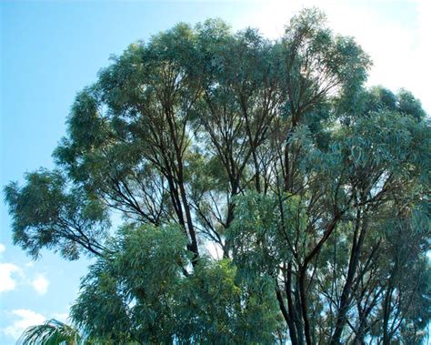 Acacia Harpophylla Gardensonline