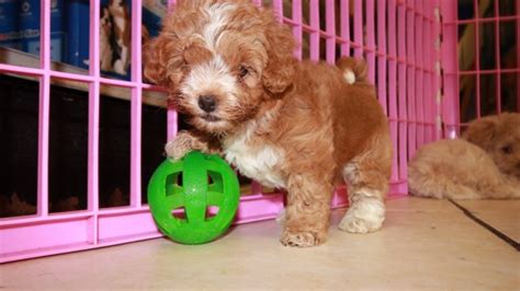 Our cavapoo puppies for sale in north carolina are bred for health many of our customers come from north carolina, virginia, south carolina, west virginia, georgia, tennessee, florida, maryland, delaware. Adorable Cavapoo Puppies For Sale, Georgia Local Breeders ...