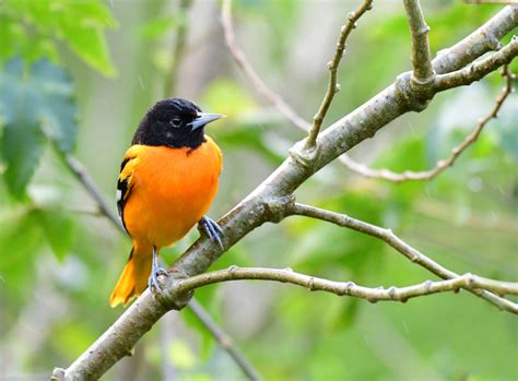 Birds In Vermont A Guide To 30 Bird Species Youll Love To See