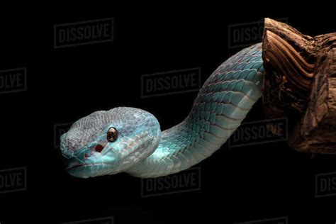 Close Up Of A White Lipped Island Pit Viper On A Branch Indonesia