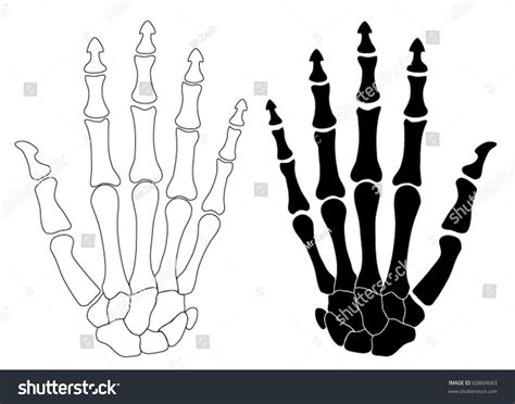 Vector Human Hand Bones Stock Vector 60869683 Shutterstock