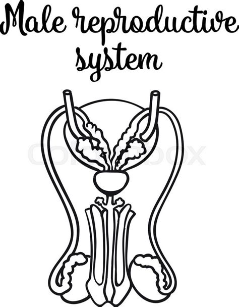 Male Reproductive System Vector Stock Vector