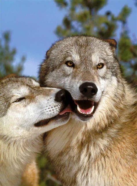 ╰ღ╮ ╭ღ╯ Animals Kissing Cute Animals Animals