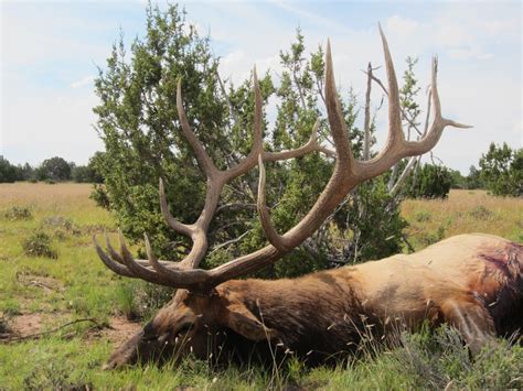 Largest Elk In New Mexico Jeff Hartlands 380 Az Unit 9 Archery Elk