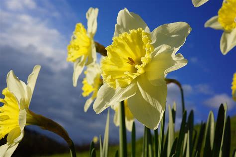 Spring Daffodil Flowers Blue Sky Clouds Photograph By Patti Baslee