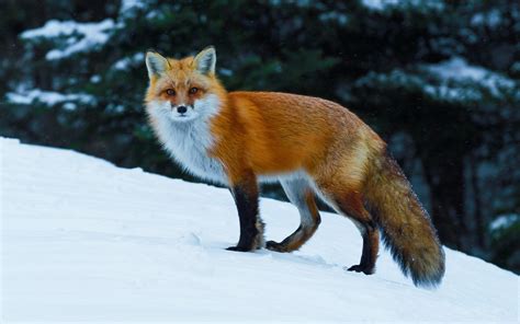 Animals Nature Fox Wildlife Snow Wallpapers Hd