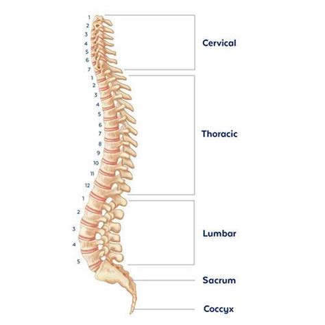 He walks you through the. Anatomy of the Spine | Globus Medical