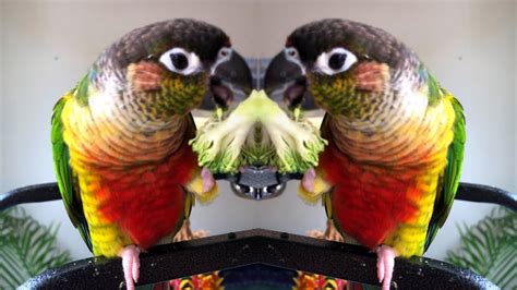 Funny Bird Videos Parrot Try Not To Laugh With Funny Parrots