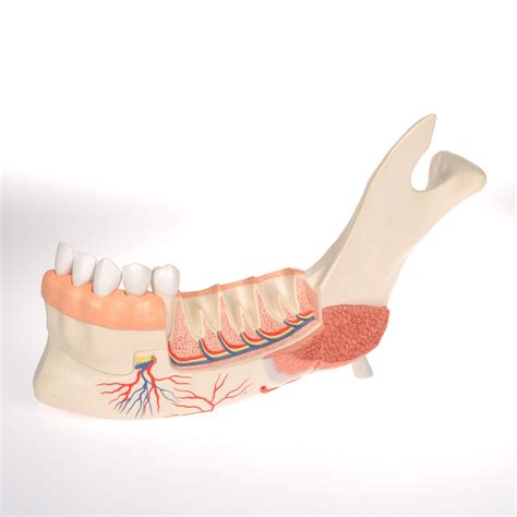 Anatomical Teaching Models Plastic Human Dental Models Lower Jaw