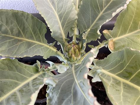 9 Cauliflower Head Disorders And How To Avoid Them Gardeners Path