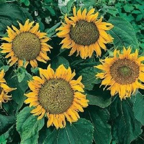 25 Dwarf SUNSPOT SUNFLOWER Helianthus Annuus Flower Seeds Walmart Com