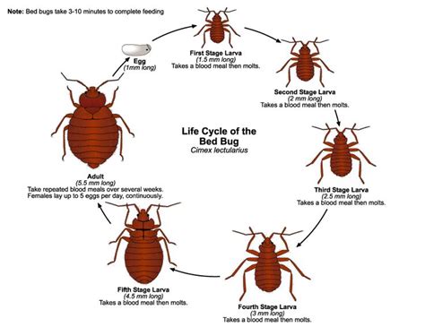 What Is The Life Cycle Of Bed Bugs Bed Bugs Develop From Egg To Adult