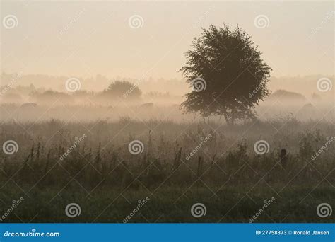 Ground Fog Stock Image Image Of Dwingelderveld Moor 27758373