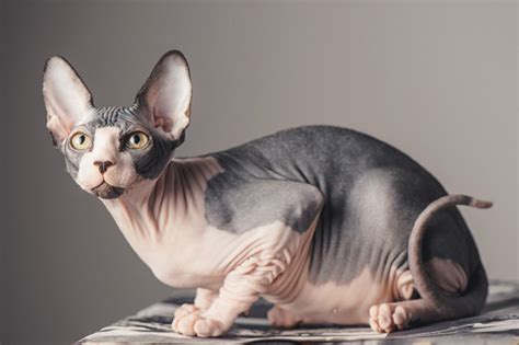 Sphynx cats need a weekly bath. Sphynx Cats, Kittens for Sale in Scotland, Glasgow ...