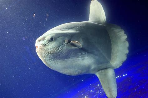 Ocean Sunfish Facts Animals Of The Ocean