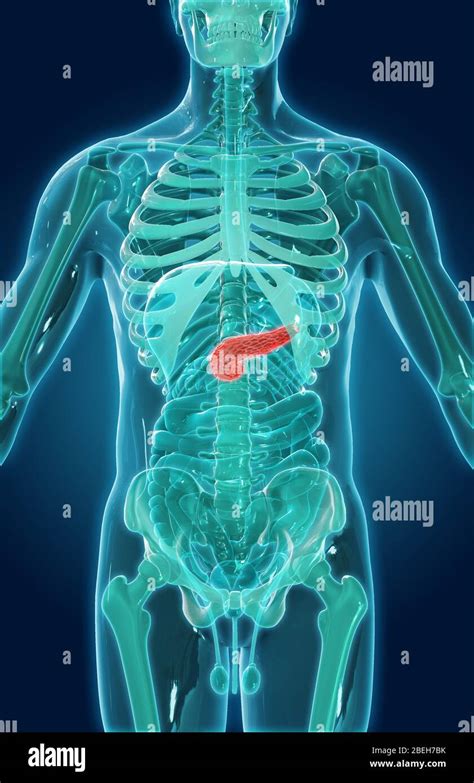 Pancreas Anatomy Hi Res Stock Photography And Images Alamy