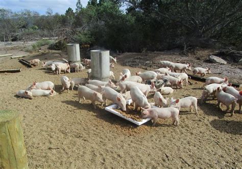 Pig Farming Sales Making Money From Pig Production