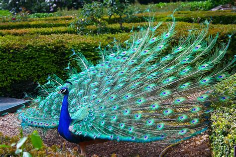 Amazing Photographs Of Peacock Great Inspire