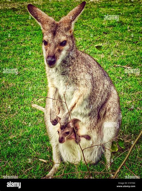 Mother Kangaroo Carrying Baby Kangaroo In The Pouch Stock Photo