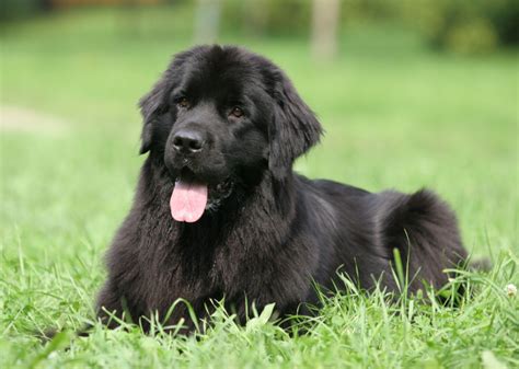 Most Popular Large Dog Breeds