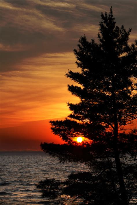 Eastern White Pine On Shore Of Lake Huron At Sunset Flickr