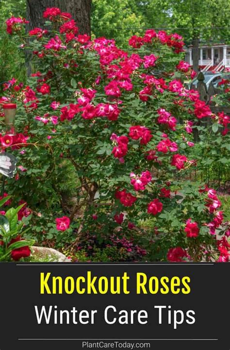 Knockout Roses Winter Care Tips Artofit