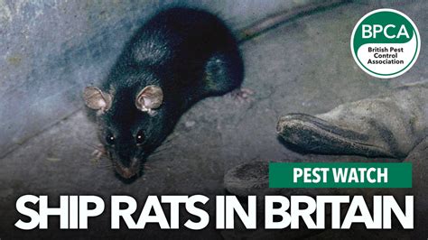 Pestwatch Ship Rats In Britain