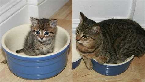 31 Cats Recreate Photos From Their Kittenhood Kittens Cutest Cats