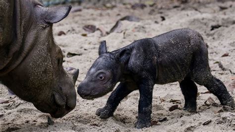 Sumatran Rhino Birth Offers Glimmer Of Hope For Species Almost Hunted To Extinction Cnn