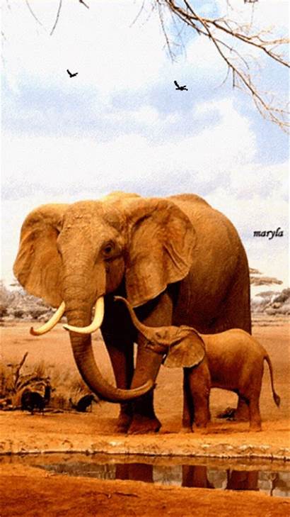 Elephant Calf Animals Scraps Decent Google Elefanten