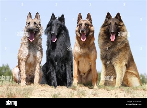 Dog Four Belgian Shepherd Laekenois Groenendael Malinois Tervuren