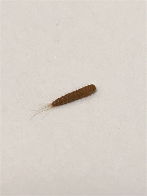 Found This In My Hair Help Whatsthisbug