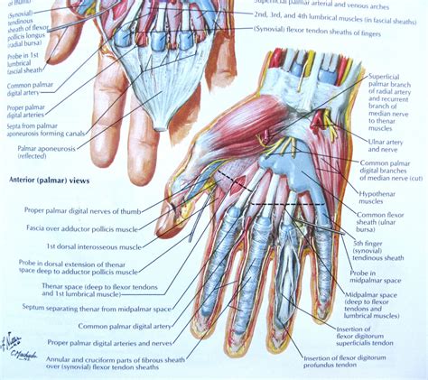 Tendon Diagram Of Wrist Consider Physical Therapy For Wrist