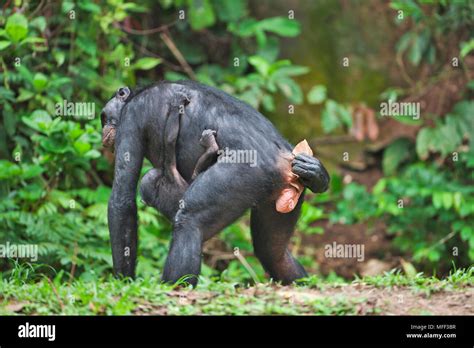 Chimpanzee Genitalia