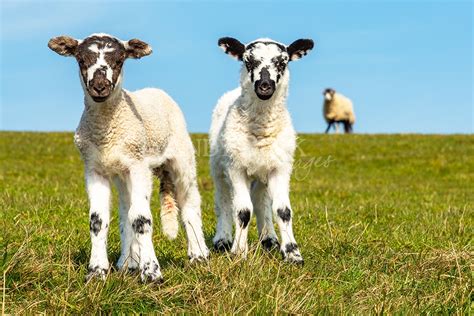 Spring Lambs Photographic Print Uk