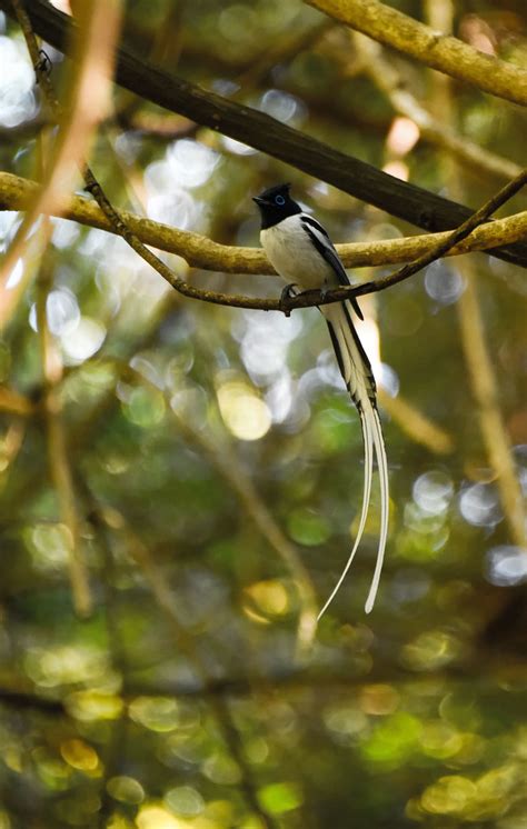 Madagascar Paradise Flycatcher Madagascar Rod Waddington Flickr